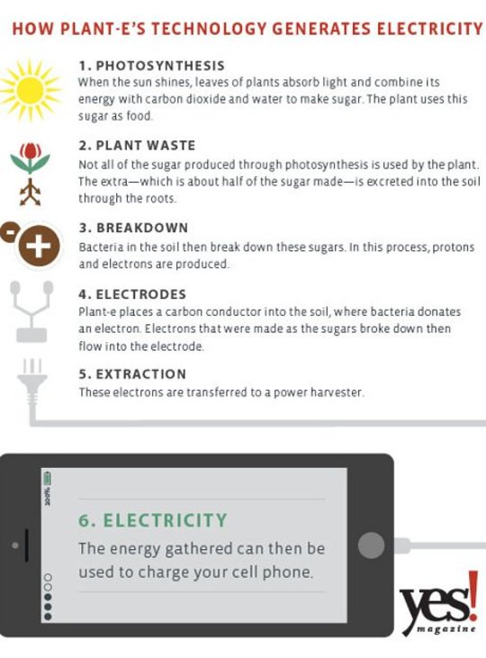 Plant E Graphic by Jim McGowan