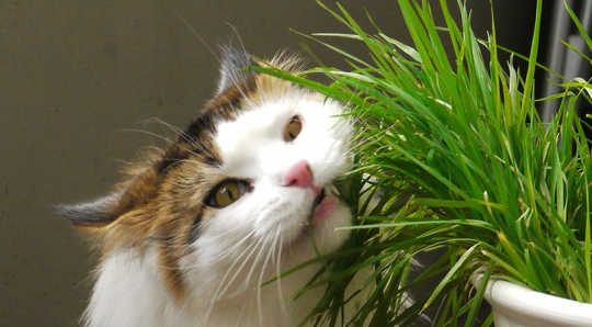 cat eating grass