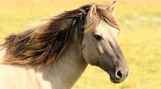 Learning About Ourselves by Communicating with Horses