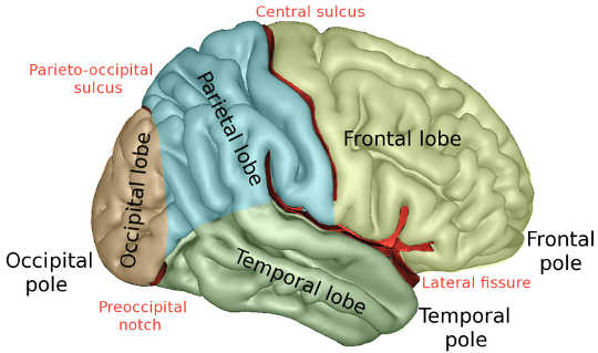 How The Brain Registers Information Without Conscious Attention