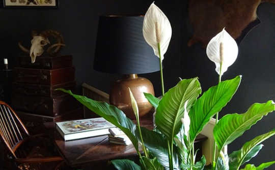 Peace Lily