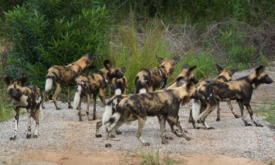 How Animals Vote To Make Group Decisions