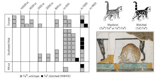 Ancient DNA Reveals How Cats Conquered The World