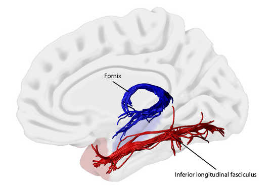 How Brain Connections Shape Memories