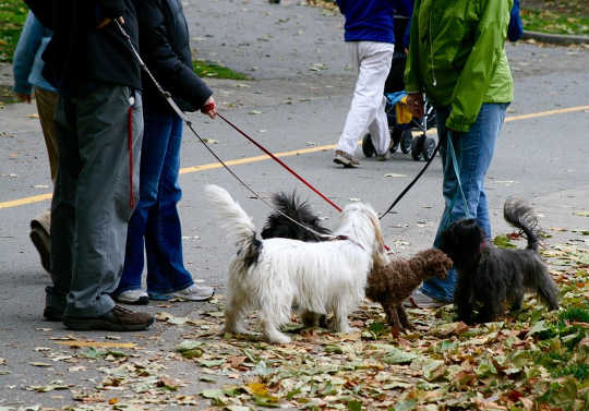 How Our Pets Strengthen Neighborhood Ties