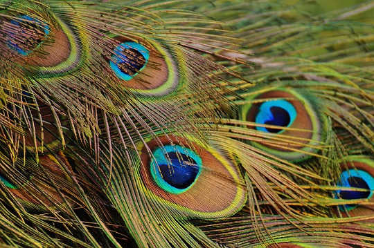 peacock feathers 1312509 640