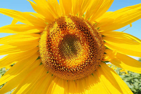 sunflower