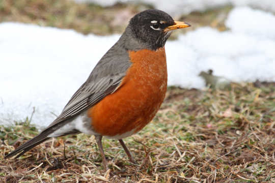 Anybody Seen My Good Friend Robin? Can You Tell Me Where He's Gone?