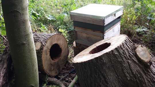 To Save Honey Bees We Need To Design Them New Hives