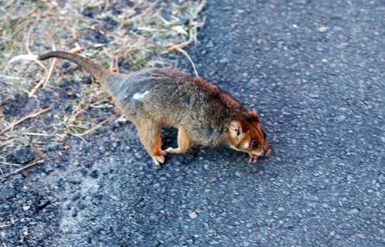 Animal Response To A Wildfire is Astounding. These Are The Tricks They Use To Survive