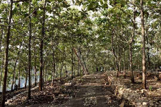 How To Design A Forest Fit To Heal The Planet