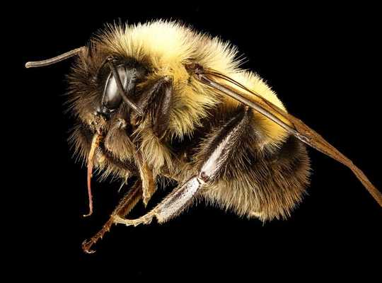 Why We Can’t Afford To Lose Our Wild Native Pollinators