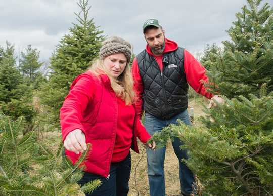 Is It Better To Buy A Real Christmas Tree Or A Fake One?