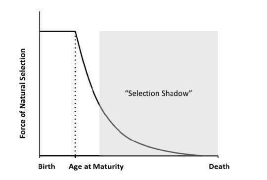 Why Hasn’t Evolution Dealt With The Inefficiency Of Aging?