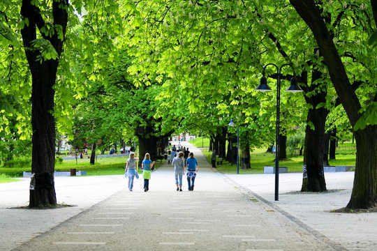 How Can Trees Really Cool Our Cities Down?