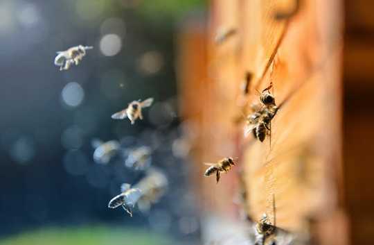 How Urban Bee Keepers Can Help Save Wild Bees