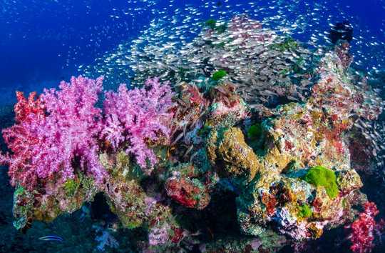 Can An Underwater Soundtrack Really Bring Coral Reefs Back To Life?