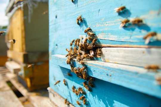 To Save Honey Bees We Need To Design Them New Hives