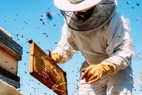 How Clean Is Your City? Just Ask The Bees