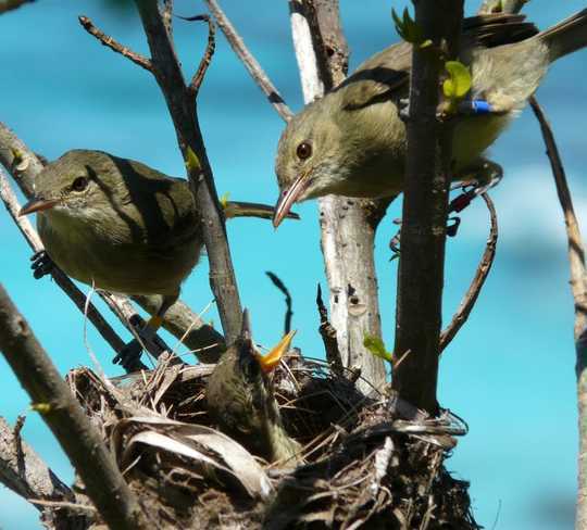 Female Warblers Live Longer When They Have Help Raising Offspring