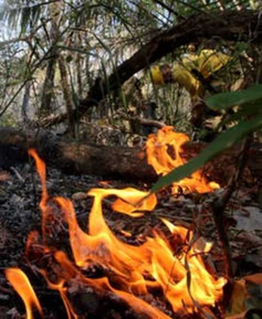 It’s Not Just Brazil's Amazon Rainforest That’s Ablaze – Bolivian Fires Are Threatening People And Wildlife