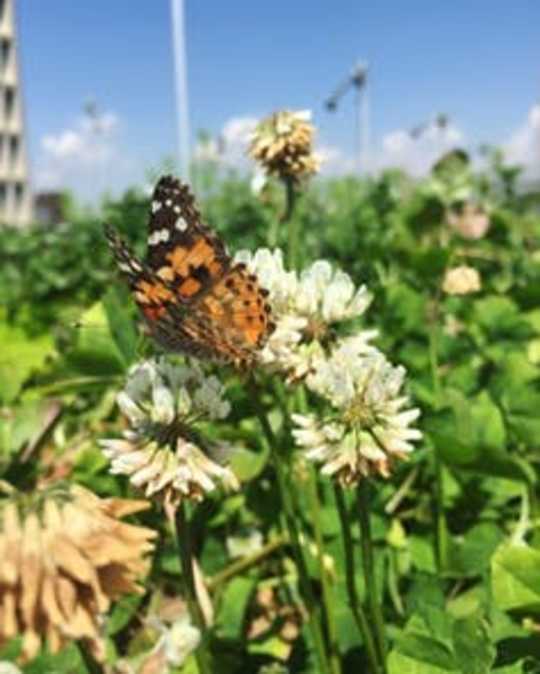 How Green Roofs Can Protect City Streets From Flooding