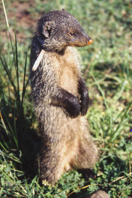 Civil War Among The Mongooses ... and Why It's All About Sexual Success