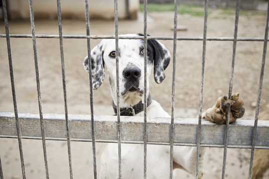 Why Abusive Husbands Kick Dogs But Angry Neighbors Poison Them