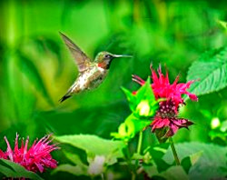 Animal Perspectives on the Corona Virus: Hummingbirds