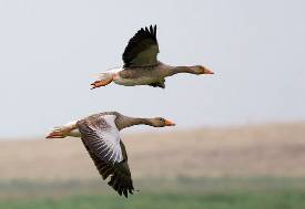 Graylag geese in flight. 