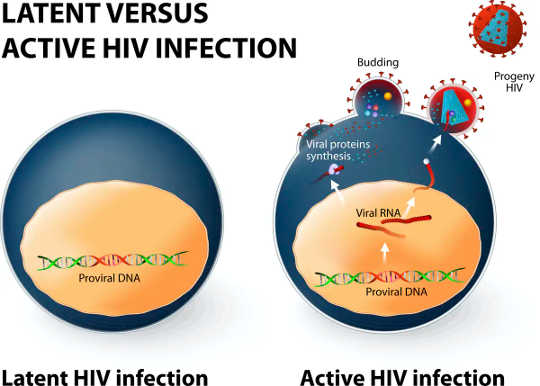 Does Coronavirus Linger In The Body? What We Know About How Viruses In General Hang On In The Brain And Testicles