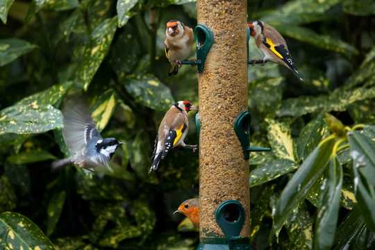 4 Ways People Stuck At Home Became Armchair Naturalists During Lockdown