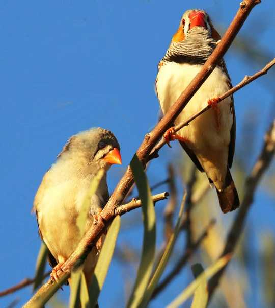 What Birds Can Teach Us About Choosing A Partner And Making It Last