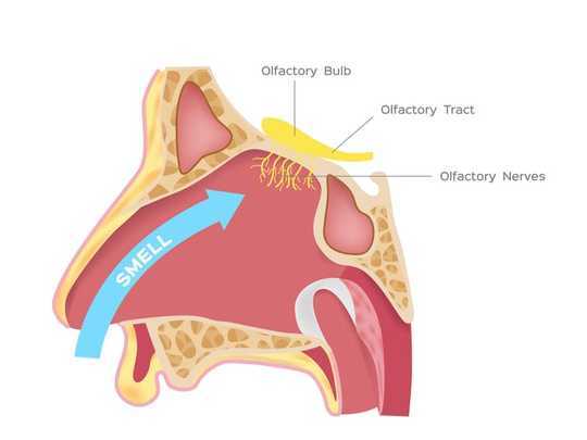 Phantosmia: When You Smell Smells That Aren't There