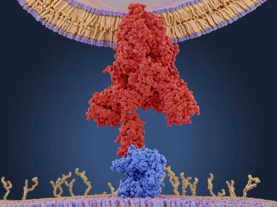 What Does Survival Of The Fittest Mean In The Coronavirus Pandemic?