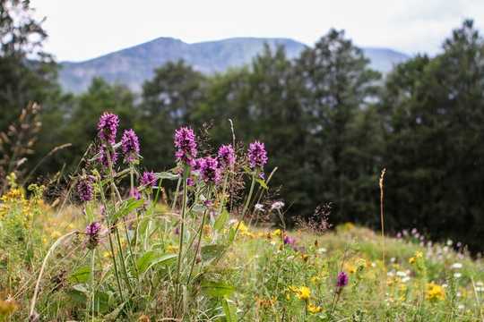 How Forest Loss Has Changed Biodiversity Across The Globe Over The Last 150 Years