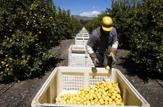 How Coronavirus Threatens The Seasonal Farmworkers At The Heart Of The American Food Supply