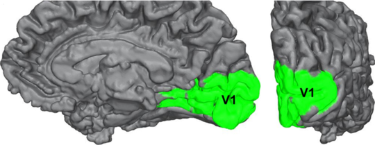 Blindsight: A Strange Neurological Condition That Could Help Us Explain Consciousness