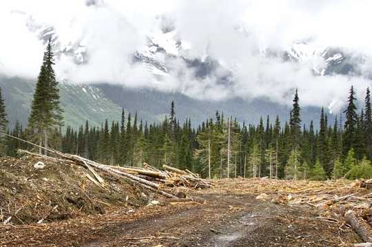 How Forest Loss Has Changed Biodiversity Across The Globe Over The Last 150 Years