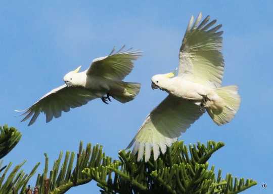 What Birds Can Teach Us About Choosing A Partner And Making It Last