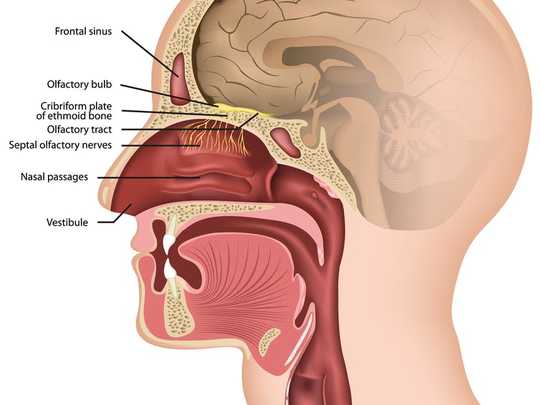 Why Some People Lose Their Sense Of Smell From Coronavirus