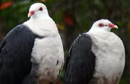 What Birds Can Teach Us About Choosing A Partner And Making It Last