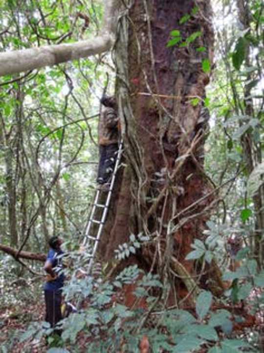 Why Rainforests Are Losing Their Power To Help Humanity