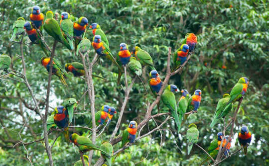 Birdwatching Is A Huge Help For Bushfire Recovery