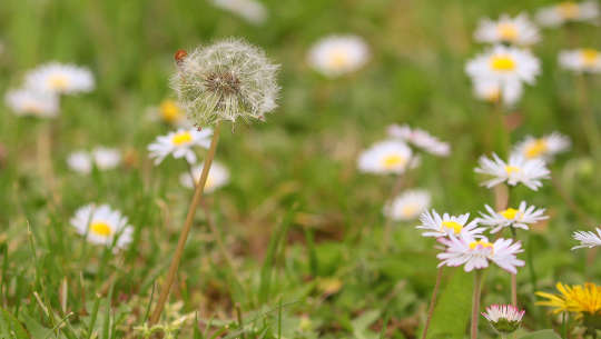 How To Plan and Conduct a Home Funeral