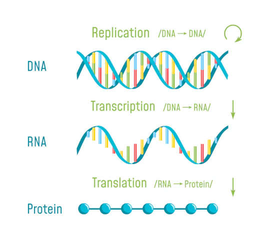 How One Type Of RNA Could Be The Future Of Cancer Treatment