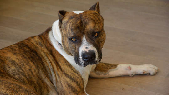 dog laying down watching intently