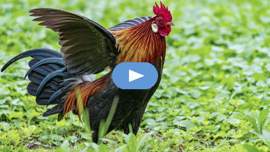 rooster flapping his wings and "strutting his stuff"