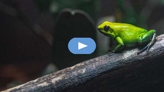 a green frog sitting on a branch