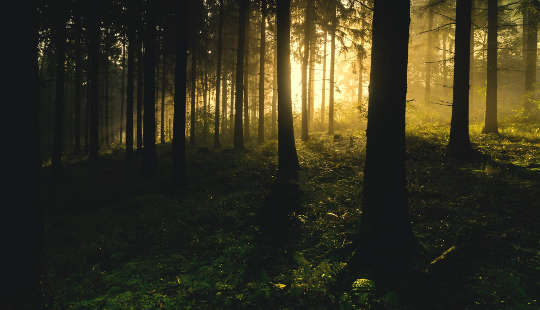 sunrise through the dark forest